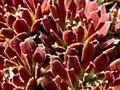 Sempervivum Red Papaver IMG_3703 Rojnik